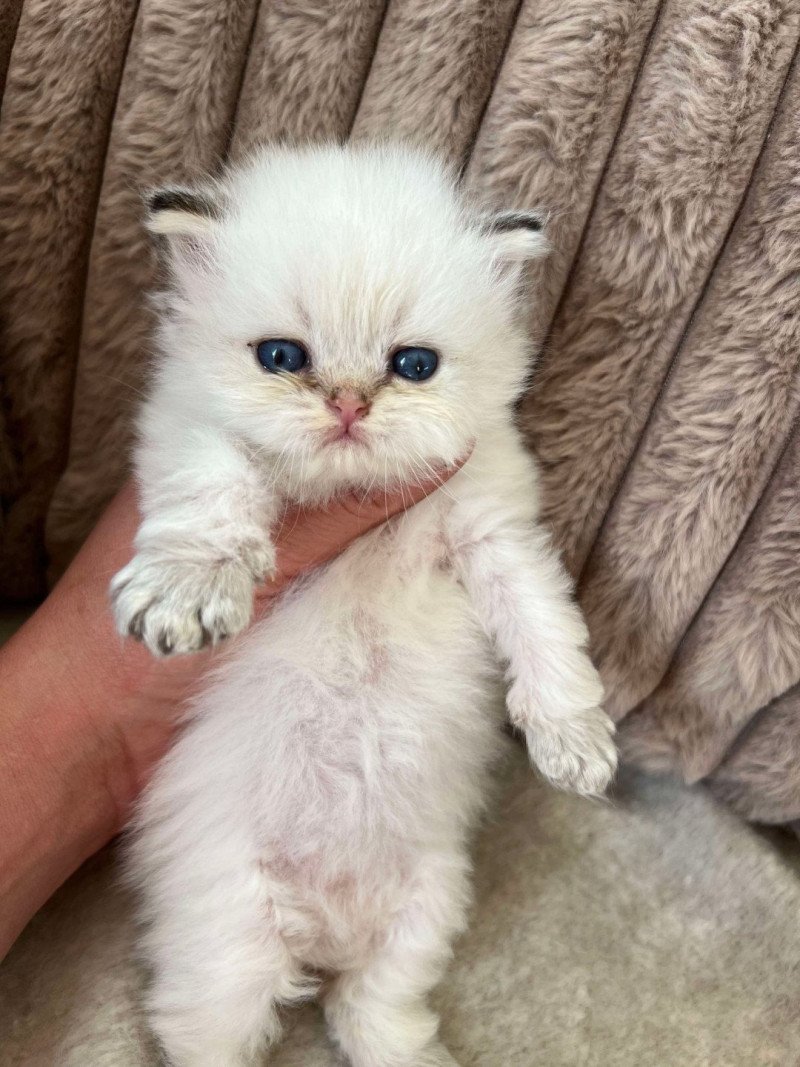 Yoko Sweety Boo Cats Femelle British Longhair