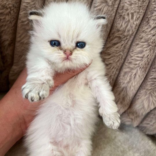 Yoko Sweety Boo Cats Femelle British Longhair