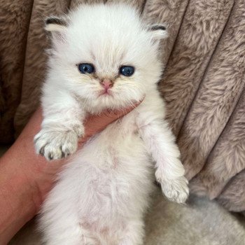 chaton British Longhair golden point Yoko Sweety Boo Cats SweetyBooCats_Britishgolden chaton British Longhair golden point Yoko Sweety Boo Cats SweetyBooCats_Britishgolden