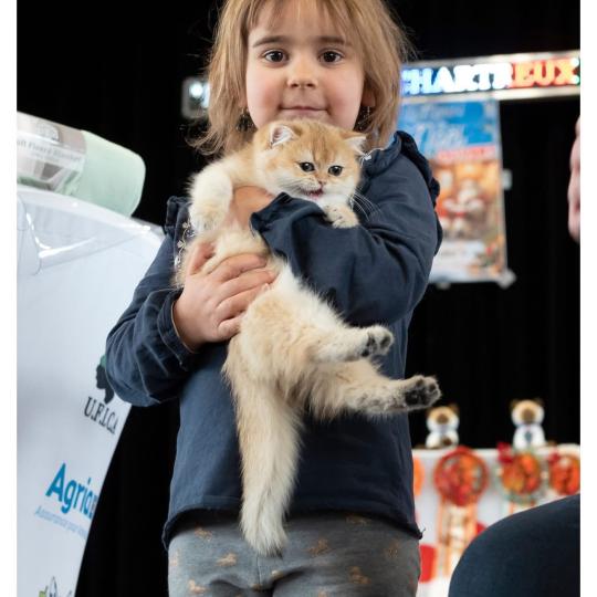 Aki Femelle British Shorthair