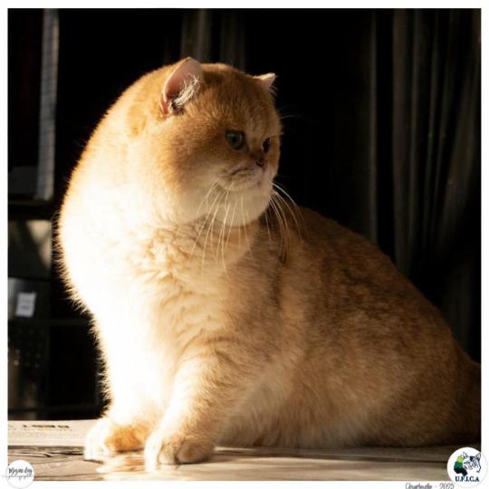 Lucca Mâle British Shorthair