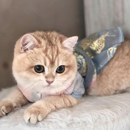 Lucy Love GoldenBri Femelle British Shorthair