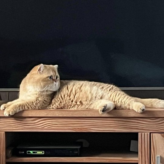Ti Amor Skairin White Mâle British Shorthair