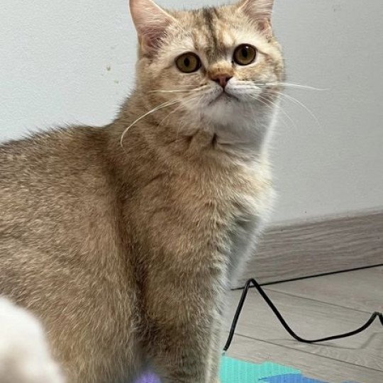 Una Pumpkin Pie Sweety Boo Cats Femelle British Shorthair