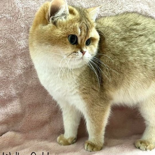 Welby Golden Eyes*BY Femelle British Shorthair