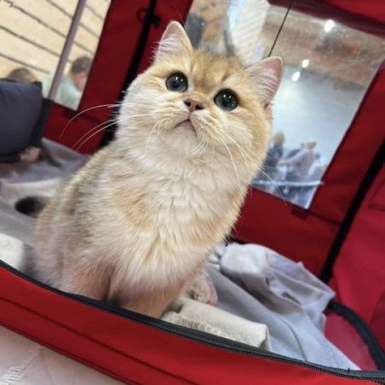 Yoshi des British du Duc Rond-Rond Mâle British Shorthair