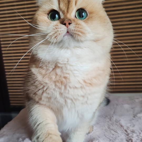 Yoshi des British du Duc Rond-Rond Mâle British Shorthair