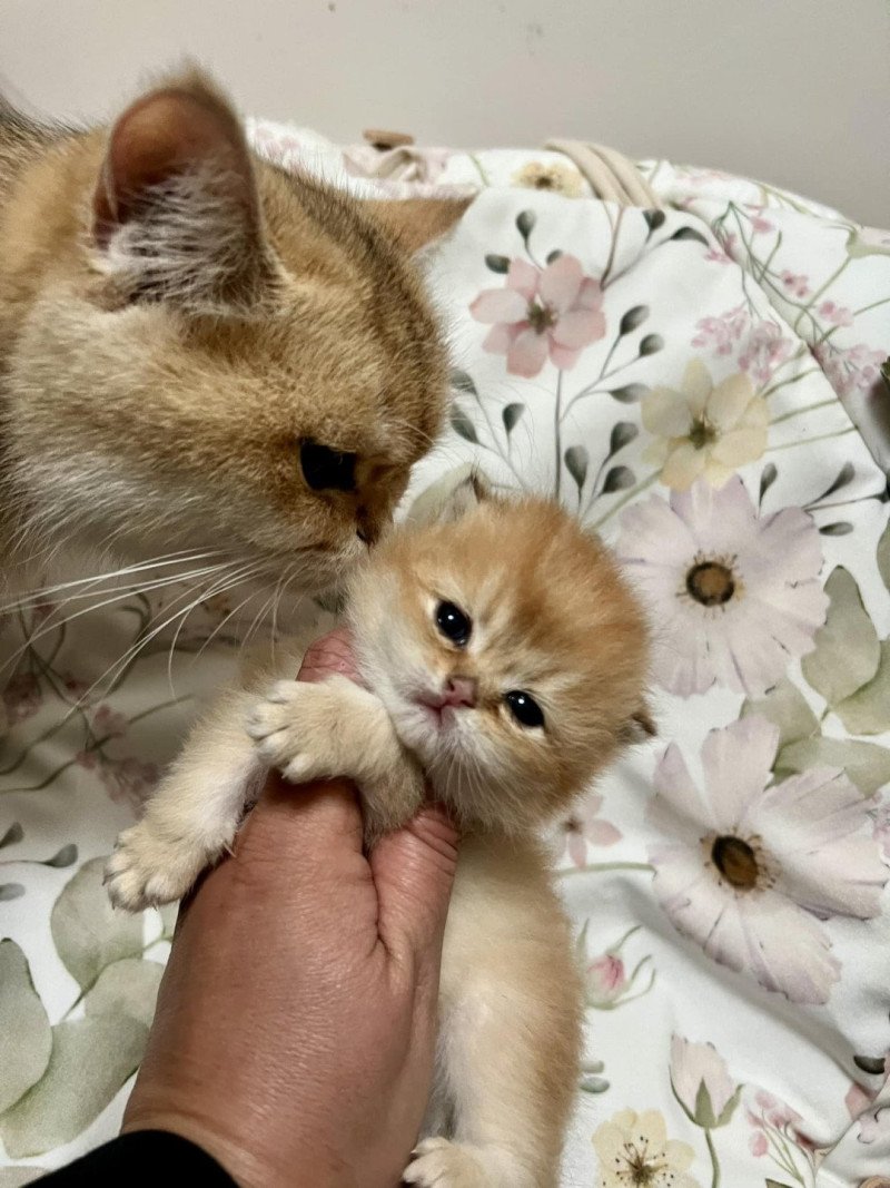 Yuzu Sweety Boo Cats Mâle British Shorthair