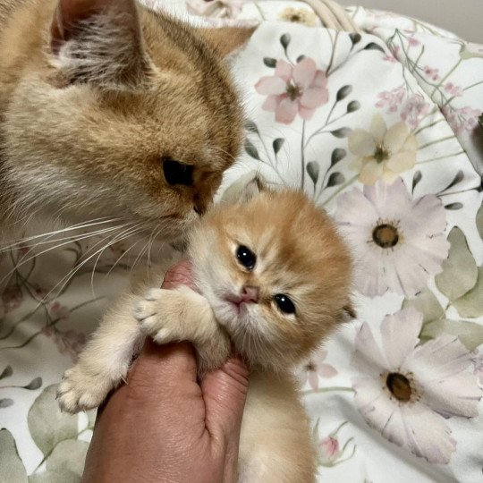 Yuzu Sweety Boo Cats Mâle British Shorthair