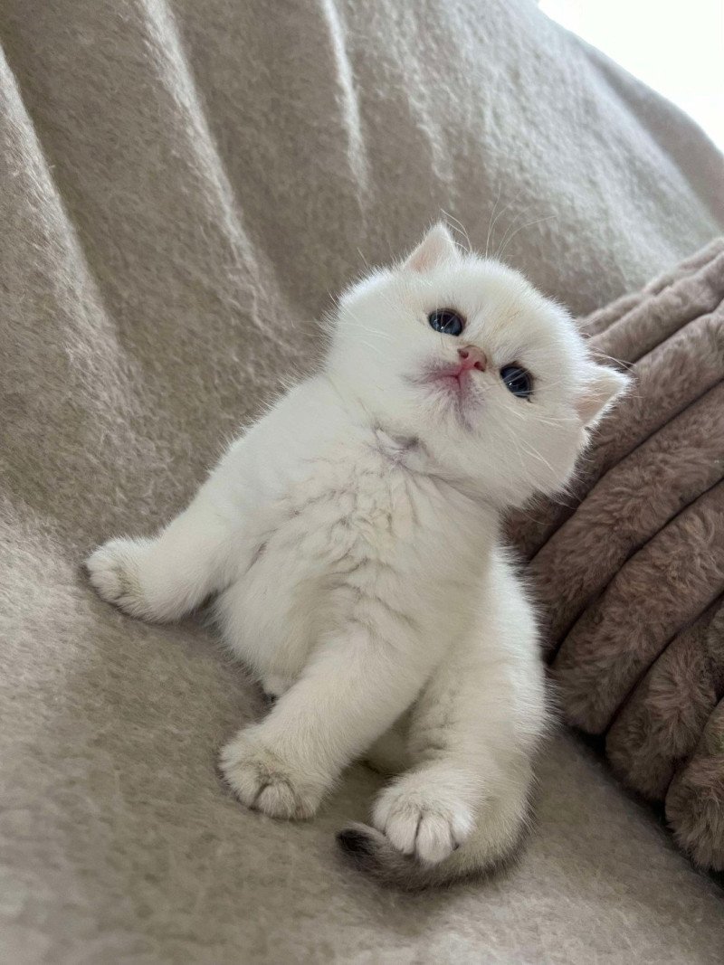 Zakuro Sweety Boo Cats Mâle British Shorthair
