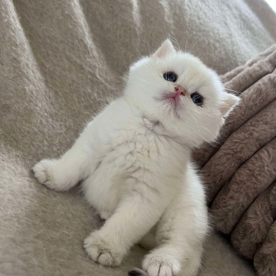 Zakuro Sweety Boo Cats Mâle British Shorthair